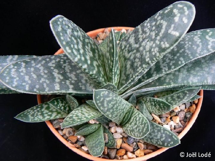 Gasteria pillansii ©JLcoll.1804